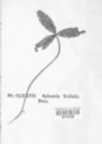 Sphaeria trifolii image